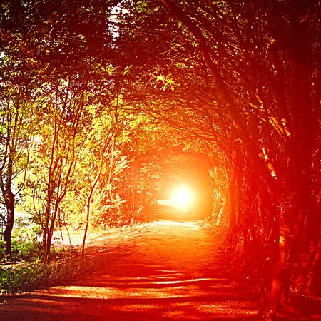 sunset or sunrise in the woods in Belgiumの写真素材