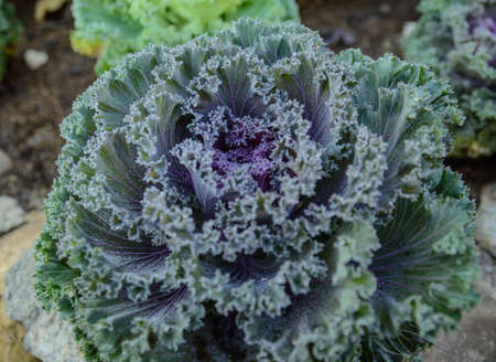 Purple decorative cabbage vegetableの写真素材