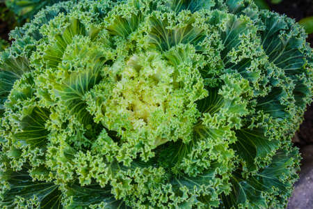 Green decorative cabbage vegetable