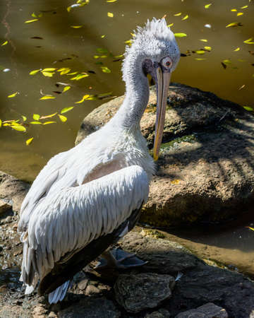 A white pelican portraitの写真素材