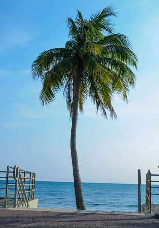 the road to the sea and coconut treeの写真素材