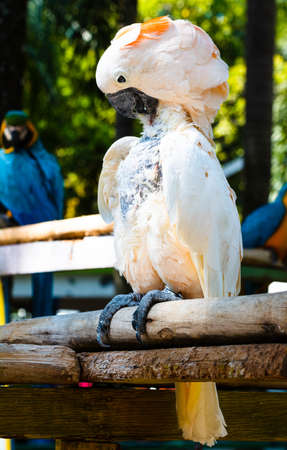 White parrot on a branch の写真素材