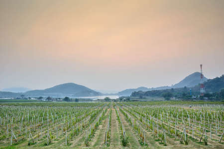 green vineyards and mountain in Thailand, Grape farm with sunsetの写真素材