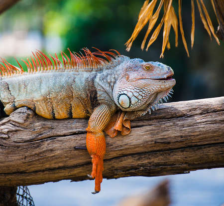 Orange Iguana with vivid colors close up in the zoo  Iguana iguana の写真素材