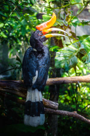  Close up Hornbill in wild in the zooの写真素材
