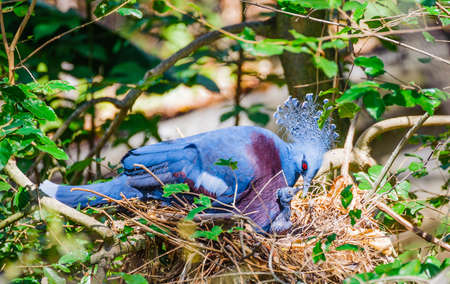 blue peacock with baby on tree  Pheasant の写真素材