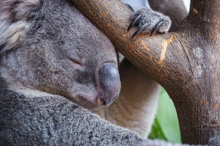 Australian lazy Koala Bear sleep on a treeの写真素材