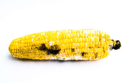 Close up of rotten boiled corn with fungi on white