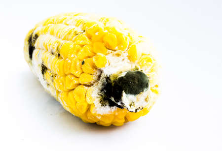 Rotten boiled corn with fungus isolate on white