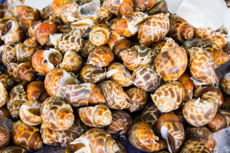 Fresh spotted babylon in seafood marketの写真素材