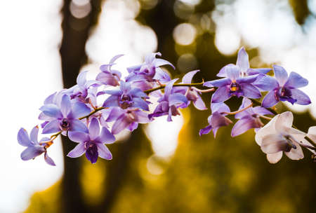 Orchids on spring colorの写真素材