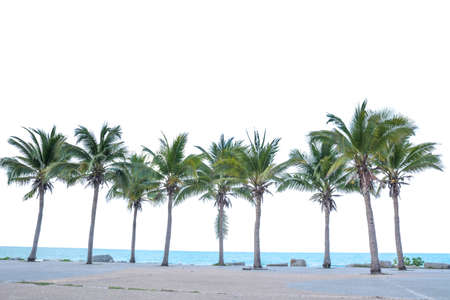 palm trees isolated on white の写真素材