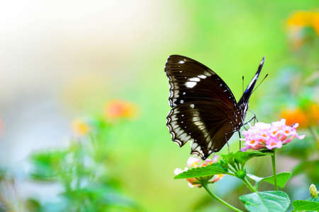 Black butterfly on a flowerの写真素材