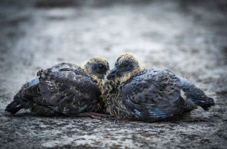 Baby birds on desertの写真素材