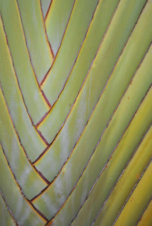 texture and pattern of banana fan Ravenalaの写真素材