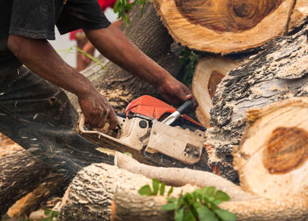 Lumberjack worker in full protective gear cutting firewood in forest with a professional chainsawの写真素材