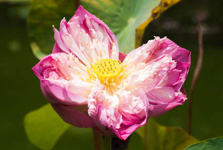 Blooming a lotus flowerの写真素材