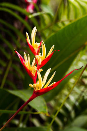 Bird of Paradise Plant in Full Seasonal Bloomの写真素材