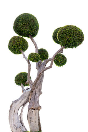 Bonsai tree isolated on white backgroundの写真素材