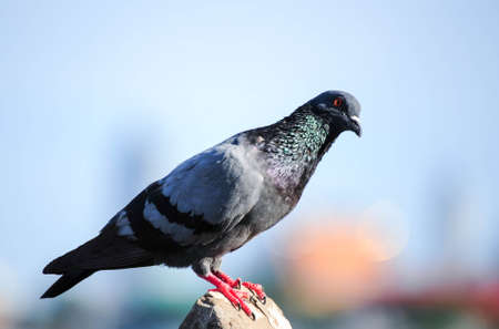 A Curious Wood Pigeon (Columba palumbus) Perched on a Logの写真素材