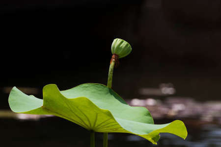The lotus seed head and the green pads (leaves)の写真素材