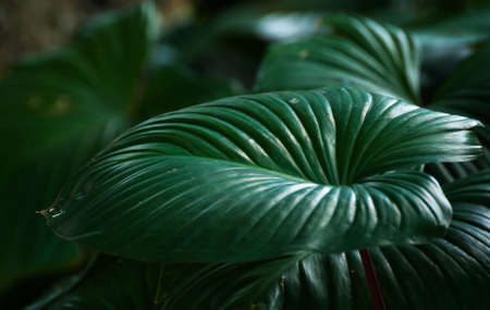 green leaf background