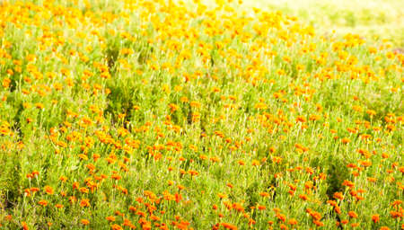 Flower Fieldの写真素材