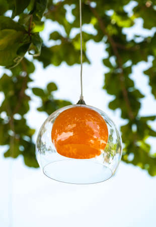 lamp on tree branchの写真素材