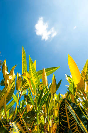 yellow and green summer leaves and blue skyの写真素材