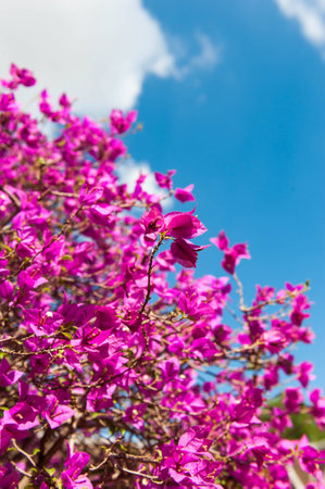 bougainvillea with blue sky backgroundの写真素材