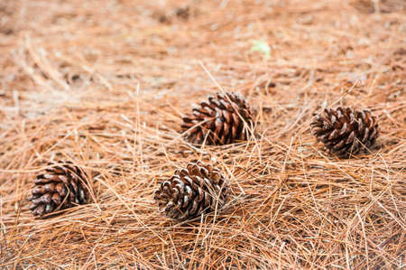 brown cones on a leaf background.の写真素材