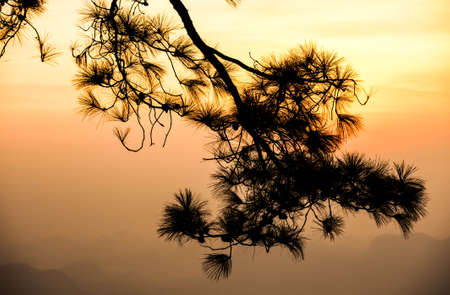 phukradueng national parkの写真素材