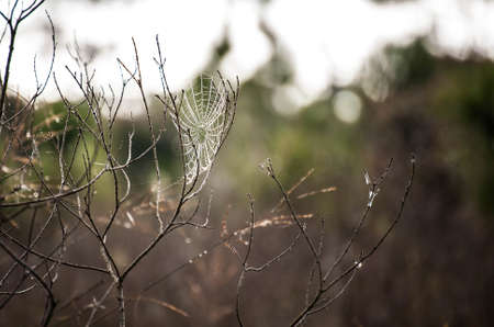 branch with spider cobweb and dew drops closeupの写真素材