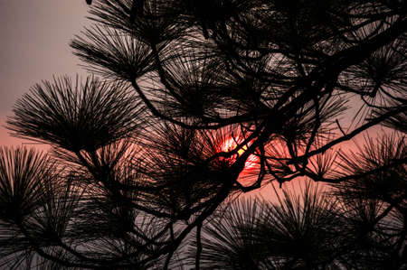 Wild twilight time in Phukradueng National Parkの写真素材