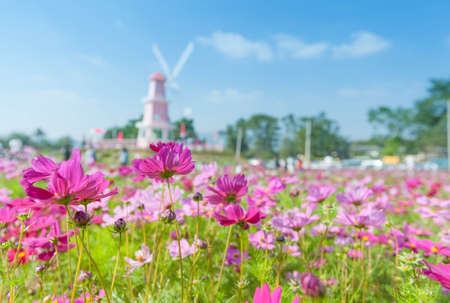 Beautiful Cosmos Flowerの写真素材