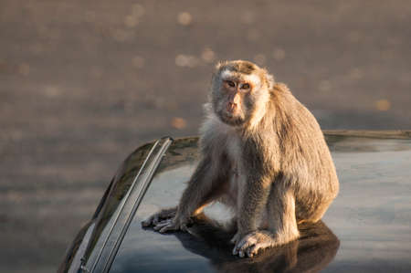 Monkeyの写真素材