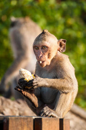 Monkeyの写真素材