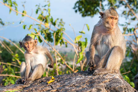 Monkeys with babyの写真素材