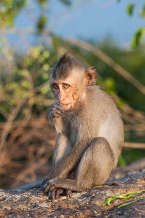 Monkey child