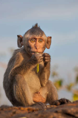 Monkey child