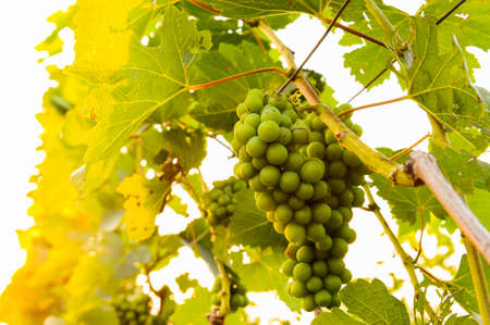 Grapes in a vineyardの写真素材