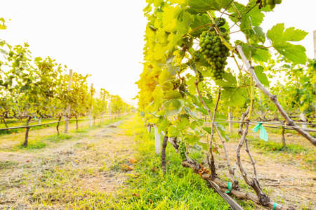 Grapes in a vineyardの写真素材