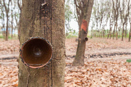 Rubber trees at Thailandの写真素材