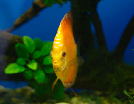 Orange discus fish in tank (close-up photo)の写真素材