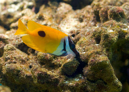 colorful tropical fish on a reef (this photo was maked in aquarium)の写真素材