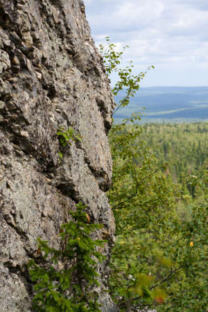 small trees on rock with blue sky as backgroundの写真素材