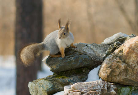 grey squirrel sitting on the stoneの写真素材