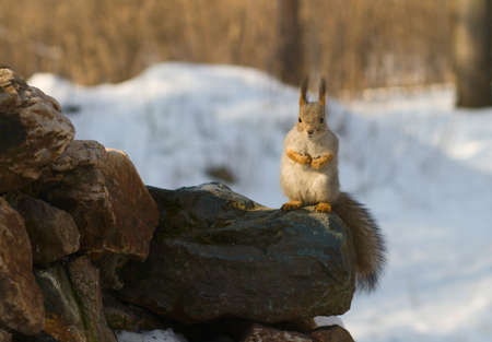 grey squirrel sitting on the stoneの写真素材
