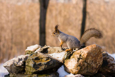 grey squirrel sitting on the stone
