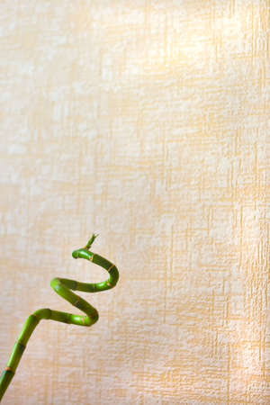 swirl green bamboo on wallparer pattern backgroundの写真素材